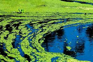 The Greens vs. the Blue-Greens: Polytechnics save lakes with microalgae