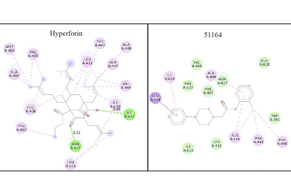 Complexation maps of Hyperforin (Hyperforin) and 51164 (piperazine derivative) with the TRPC6 channel active center. Borrowed from L. Hunanyan et al. Computer-based drug design of positive modulators of store-operated calcium channels to prevent synaptic dysfunction in Alzheimer’s disease. 2021. IJMS. In review 