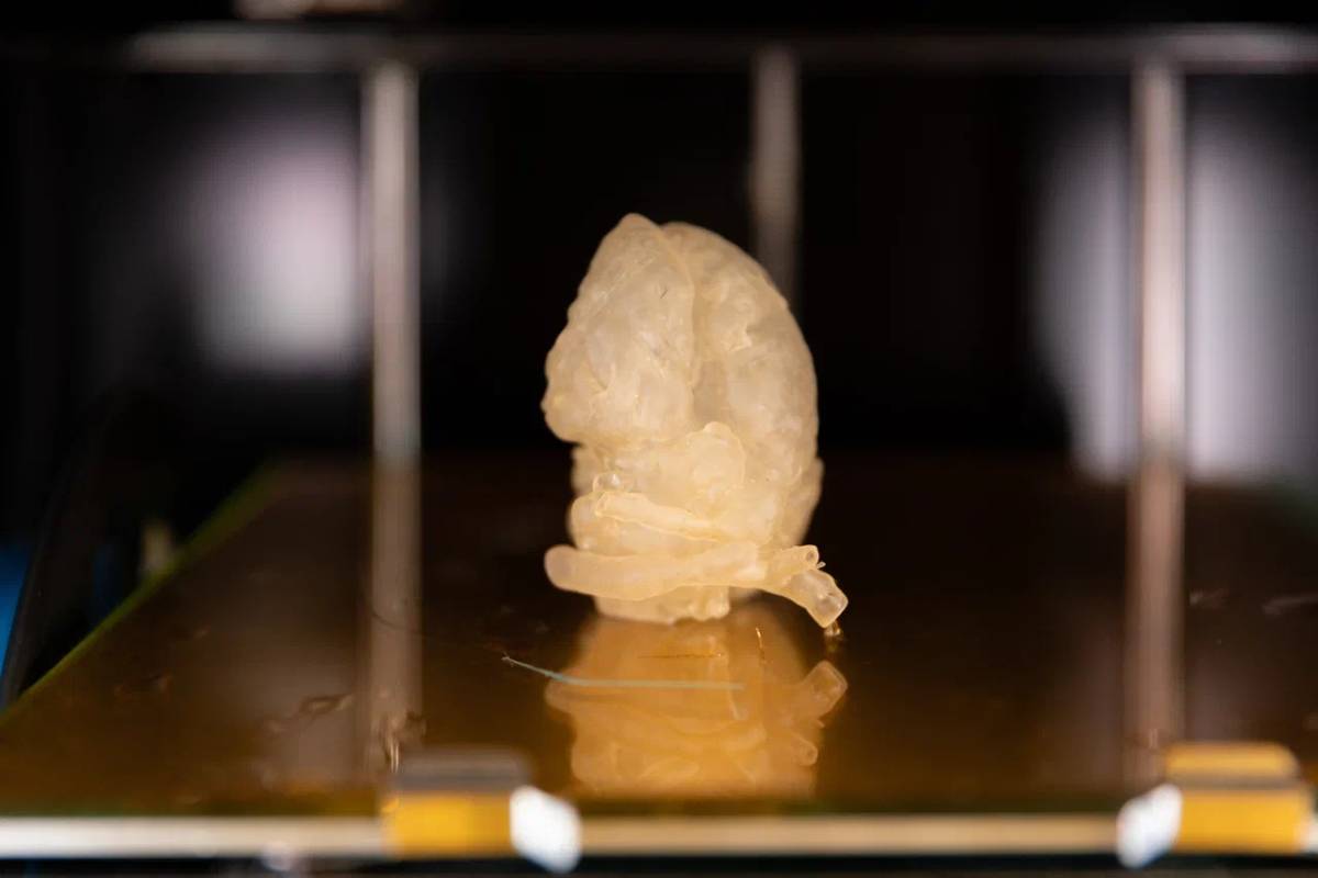 SPbPU has developed a new algorithm for pre-printing, which makes it possible to obtain a ready-made model of the heart for 3D printing in a few seconds