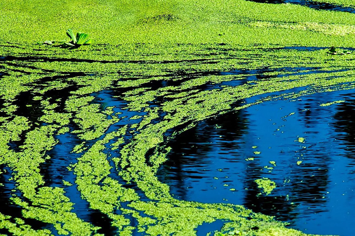 A method of cleaning water bodies from blue-green algae using green microalgae Chlorella has been developed A method of cleaning water bodies from blue-green algae using green microalgae Chlorella has been developed
