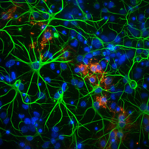 Molecular and Cellular Biomedical Technologies