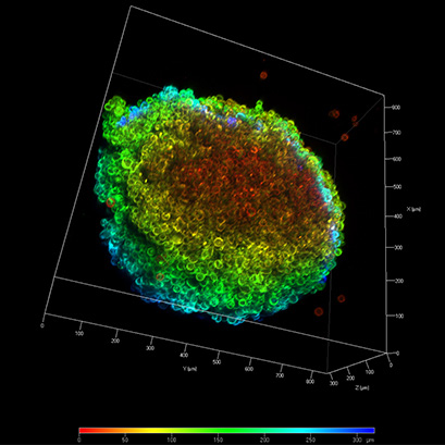 Molecular and Cellular Biomedical Technologies