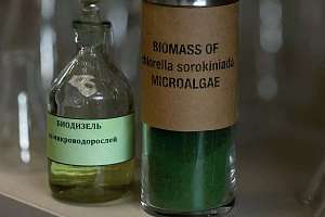 SPbPU has developed an innovative technology based on microalgae for carbon dioxide utilization and biohydrogen production