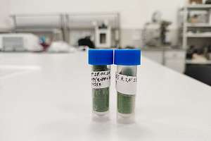 SPbPU scientists obtained provitamin A from microalgae